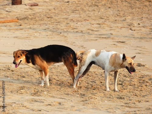 Canvas Print Dog mating