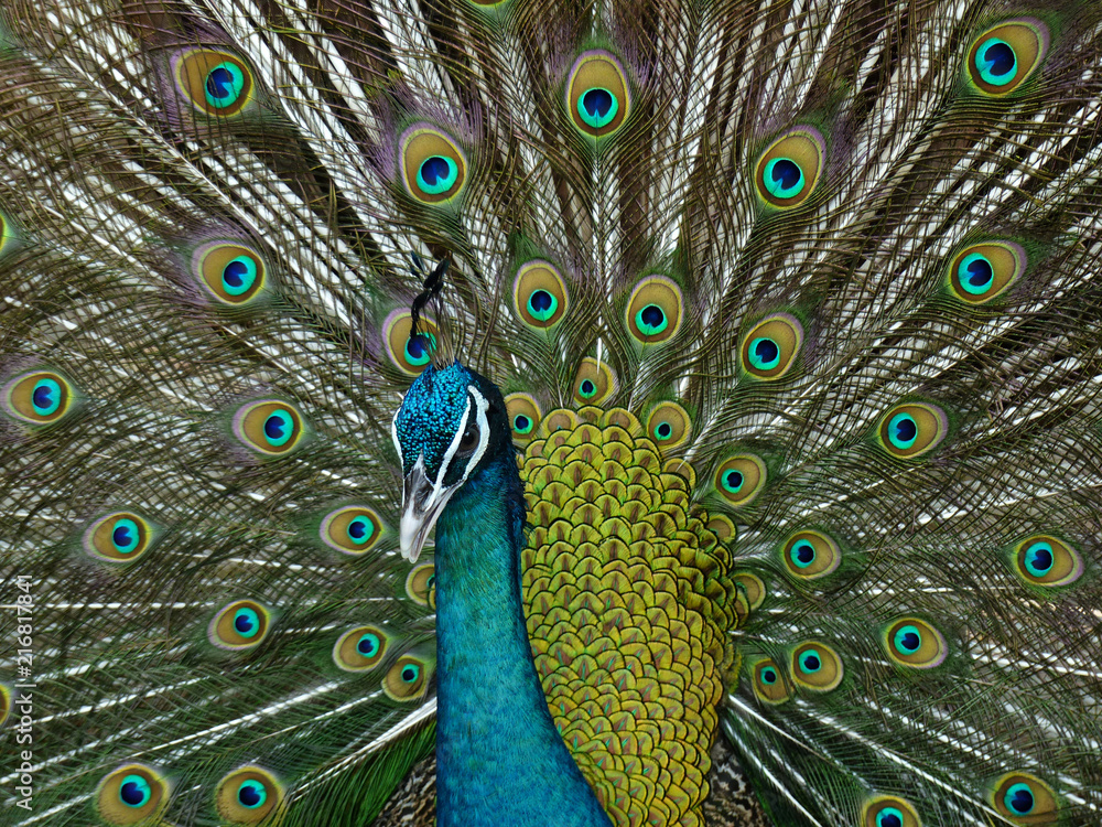 Obraz premium Portrait of Peacock with Feathers Out