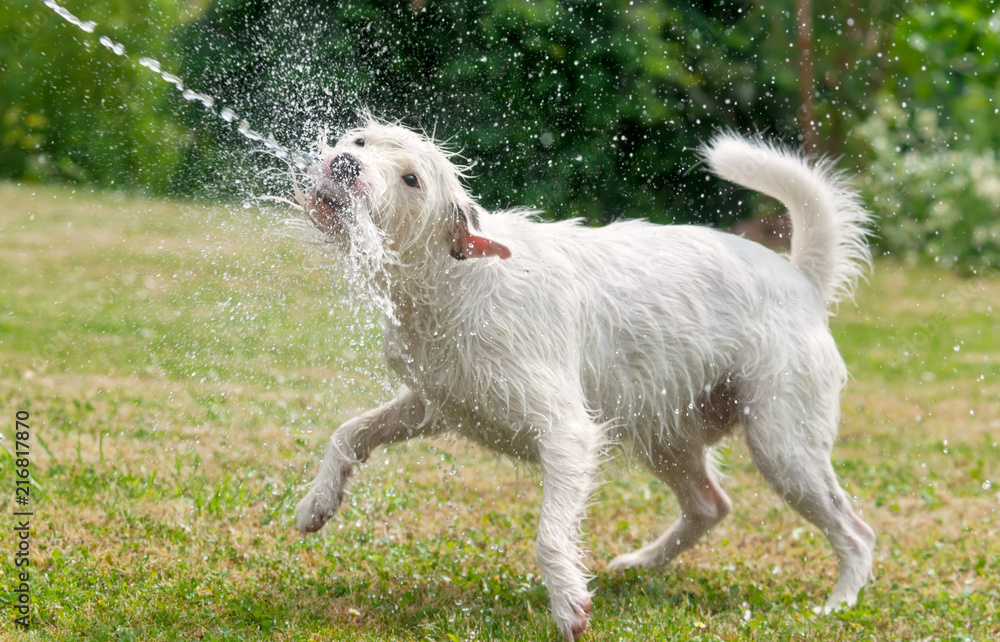 Jack Russell Terrier catches a water jet from a garden hose Jack Russell Terrier catches a water jet from a garden hose