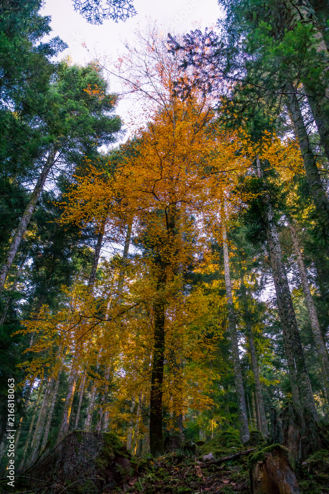 Obraz premium arbres en forêt