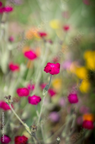 Magenta flowers in a garden © Aneszej
