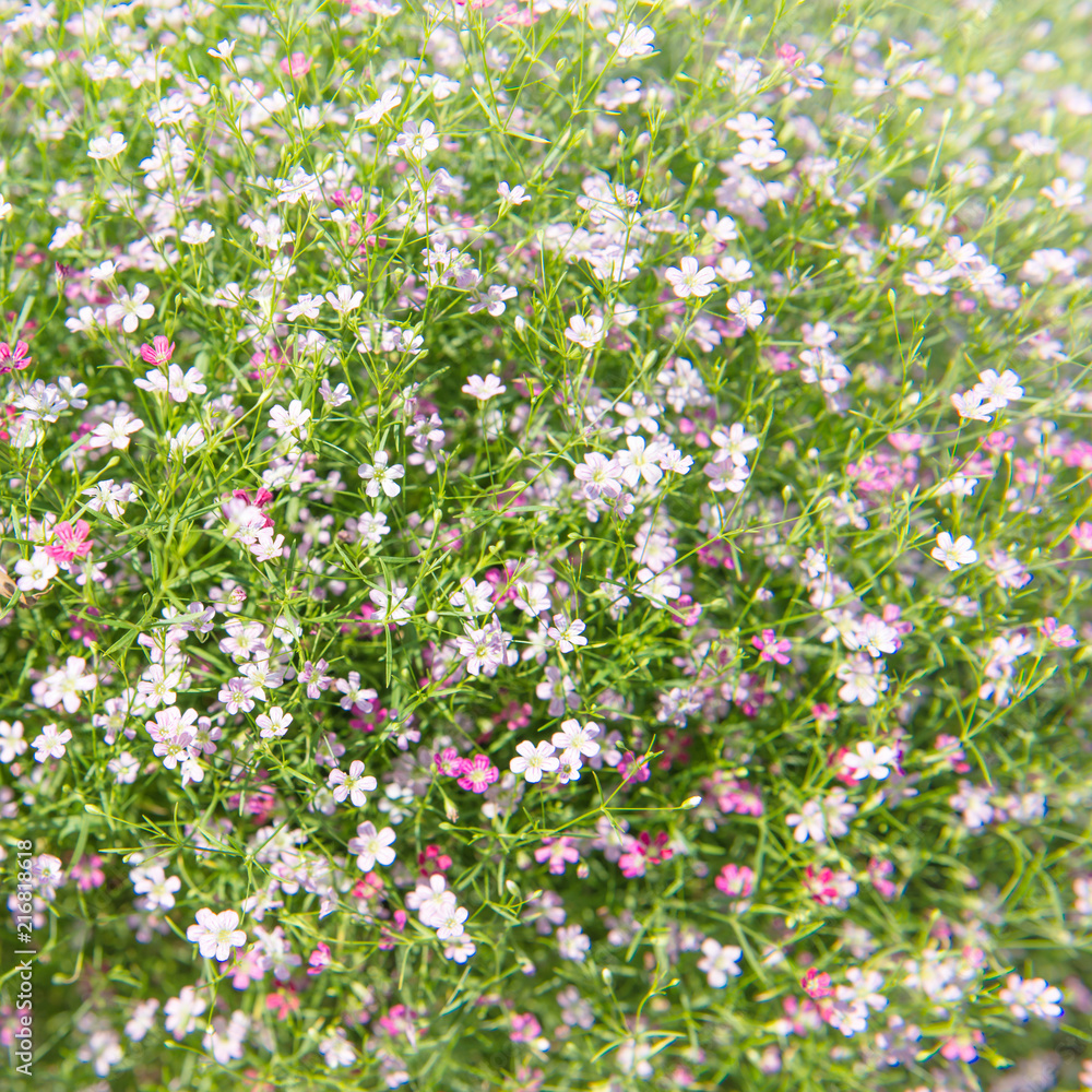 Naklejka premium Beautiful Gypsophila flower, babysbreath gypsophila