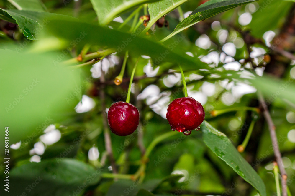 Red cherries on a tree, in drops of water after a rain
Red cherries on a tree, in drops of water after a rain