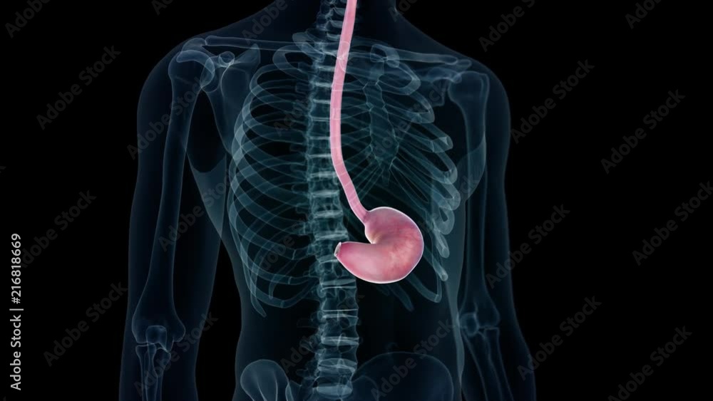 medical 3d animation of the human stomach medical 3d animation of the human stomach
