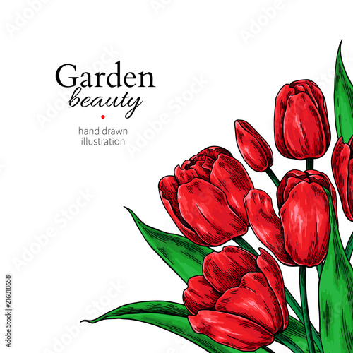 Tulip flower and leaves drawing border. Vector hand drawn floral frame.