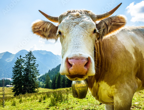 Foto funny cow