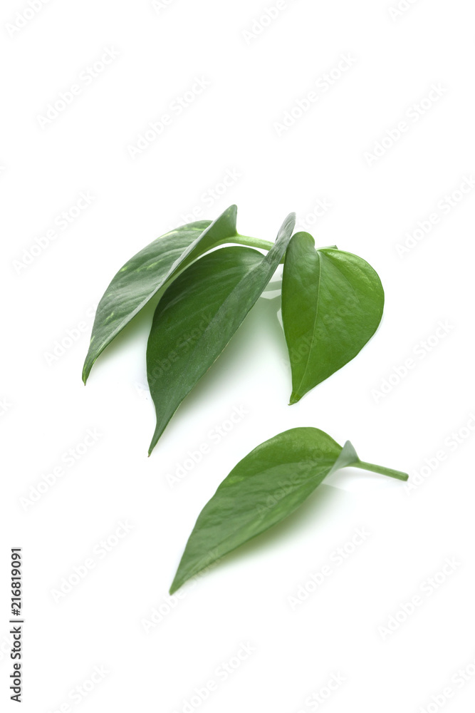 Obraz premium clean fresh leaf isolated white.