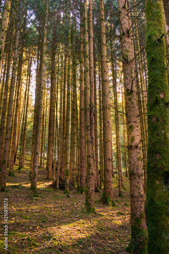 troncs de sapins en forêt © Eléonore H