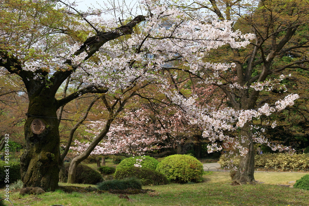 桜の古木