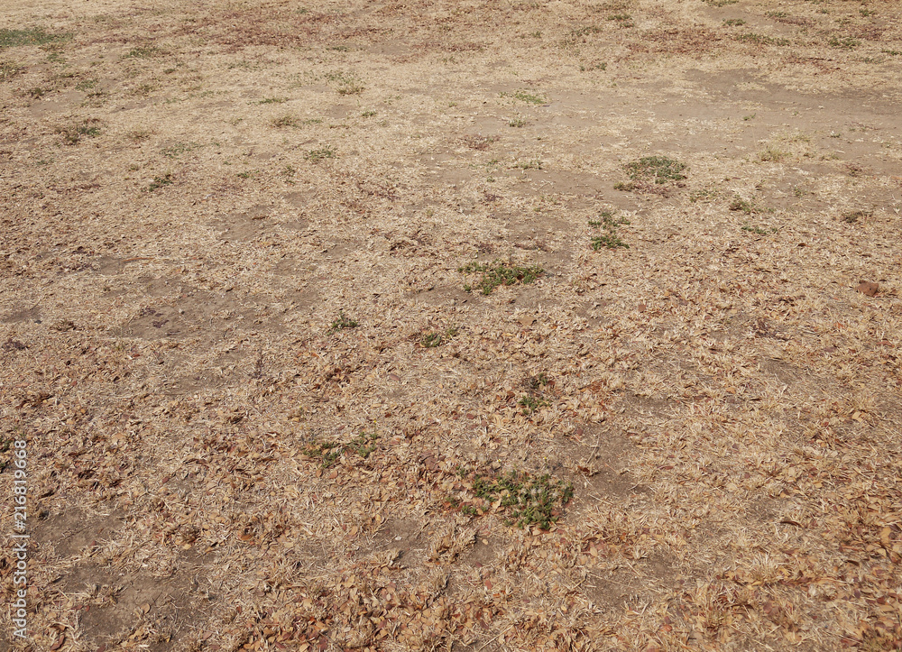Naklejka premium green grass and dry grass