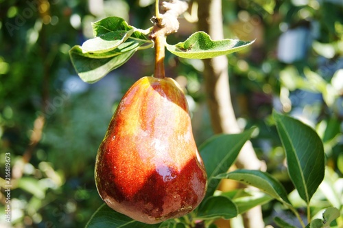 Rote Williams Christ Birne,Pear,birne, baum, apfel, essen, rot, green, reif, ast, frisch, blatt, ackerbau, gesund, natur, sommer, saftig, garden, herbst, bio, süss, isoliert, frische,  photo