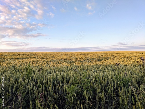 Wheat field