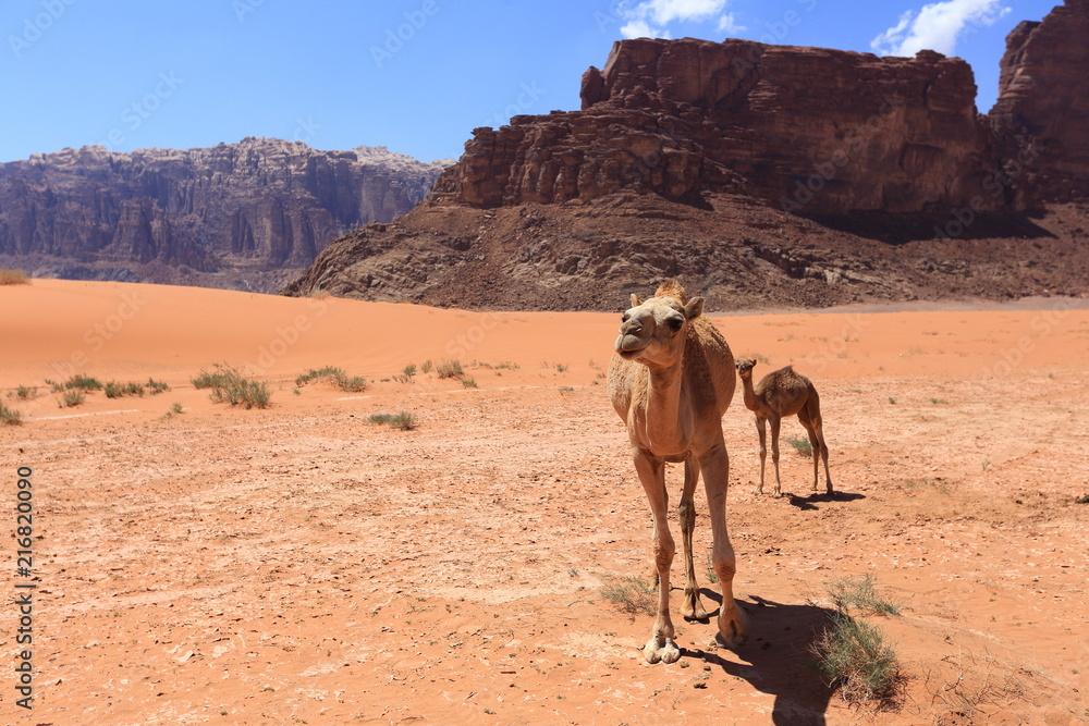 Arabian camels in desert of Wadi Rum, Jordan. Arabian camels in desert of Wadi Rum, Jordan.