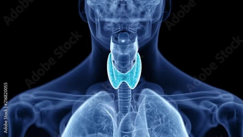 medical 3d animation of the human thyroid photo
