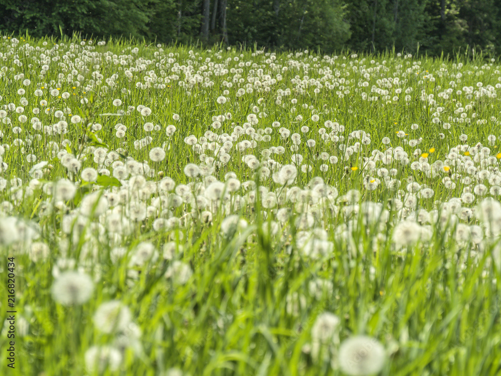 Green meadow full of dandelions puffballs.