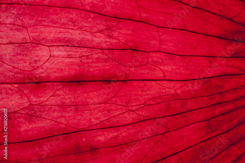 Super close-up red onion peel. Background.