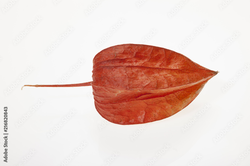 Inca berry isolated in white background.Phisalis. Inca berry isolated in white background.Phisalis.