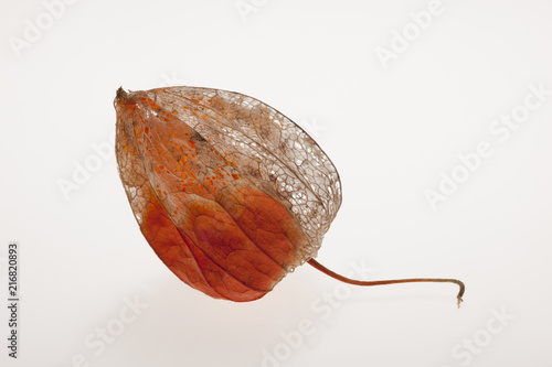 Inca berry isolated in white background.Phisalis. photo