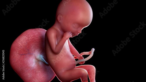 medically accurate 3d animation of a human fetus week 19 photo
