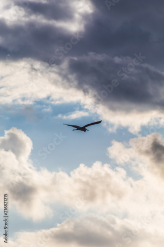 A silhouette of a stork bird flying below cloudy sky (Prokosovici, Bosnia)