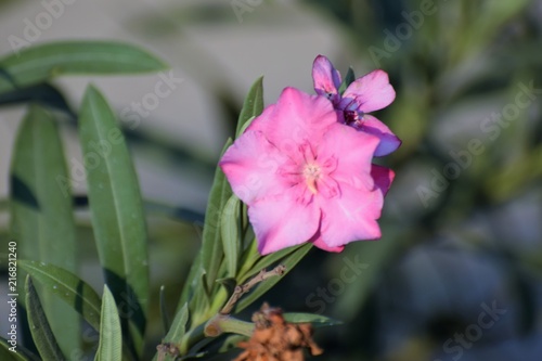 North Cyprus nature