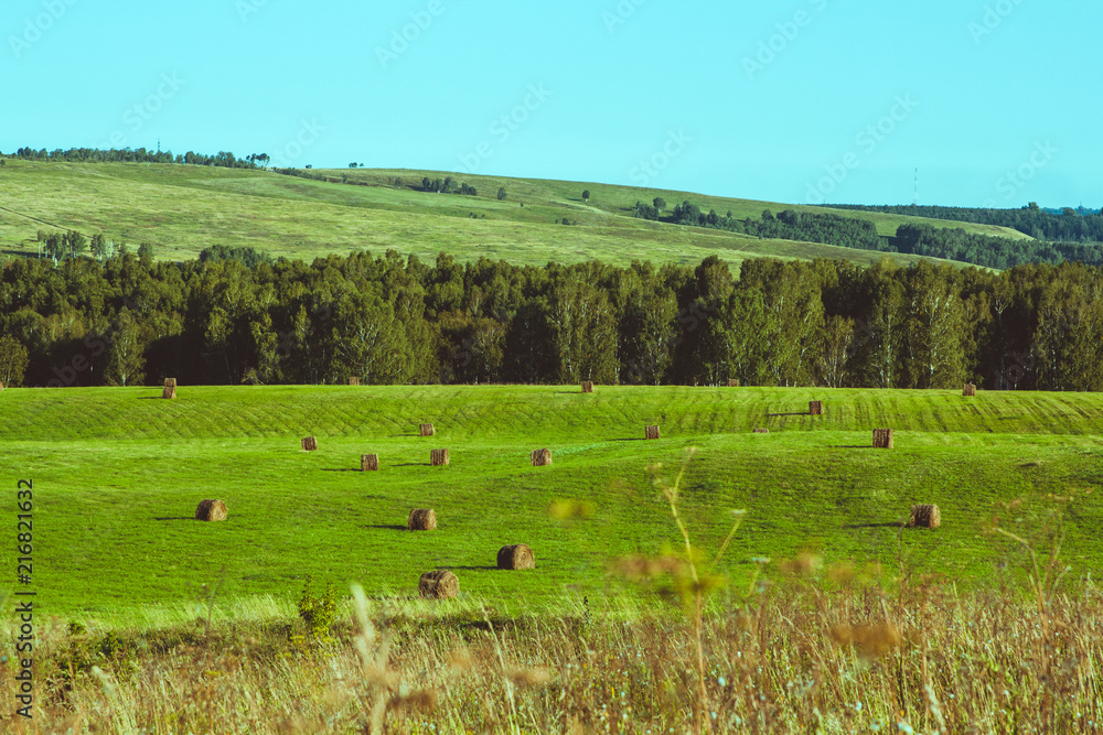 Fototapeta premium A field