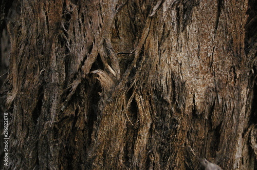 close up of the texture and patterns in the twisting bark of a variety of native Australian Gum tree, rural New South Wales