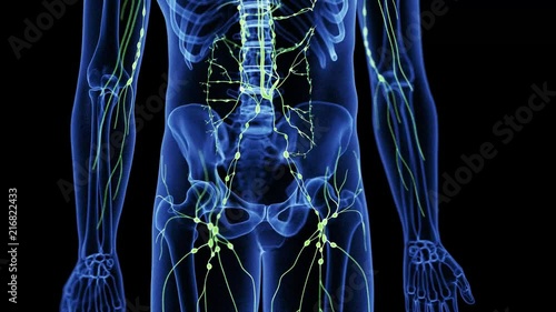 medically accurate 3d animation of the lymphatic system