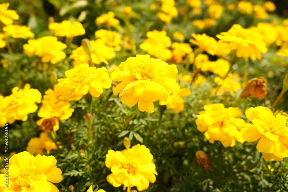 花 花