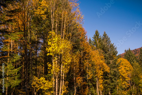 arbres de la forêt