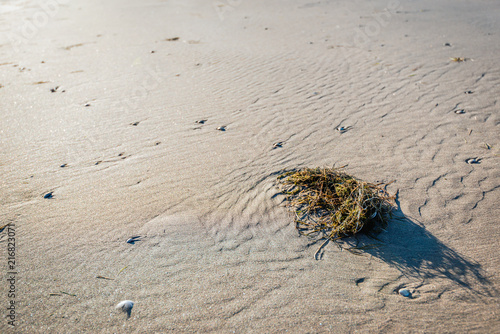 Tangle of plant material washed up on the beach