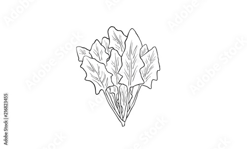 ほうれん草　イラスト