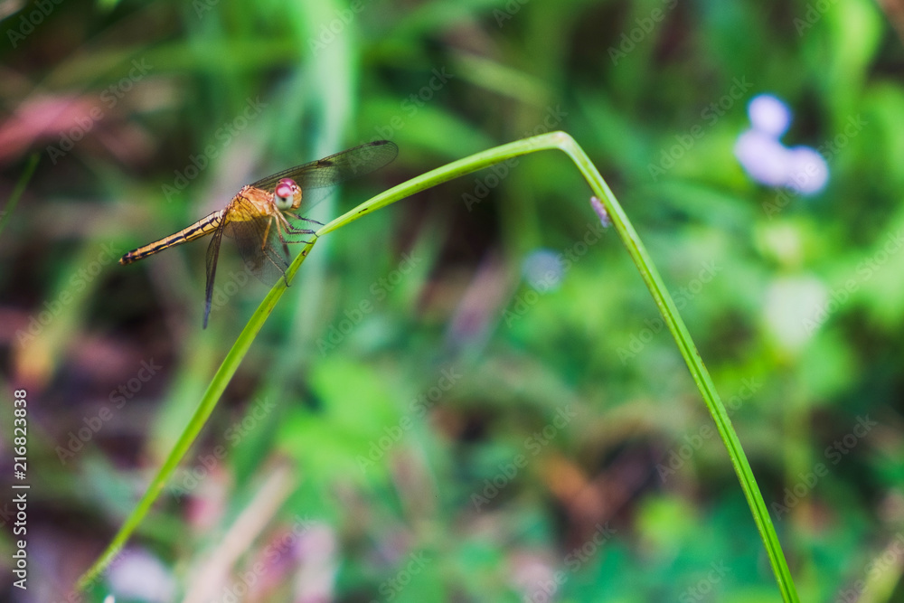 Dragonfly on the grass in the morning garden