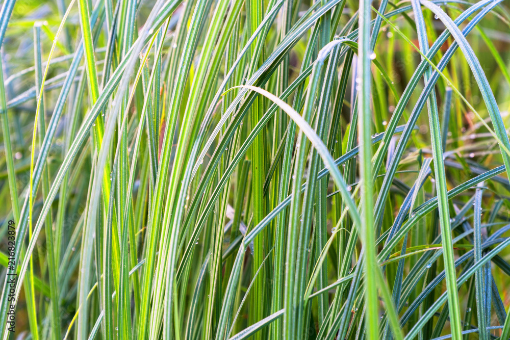 Drops of water on narrow-leaved grass Drops of water on narrow-leaved grass