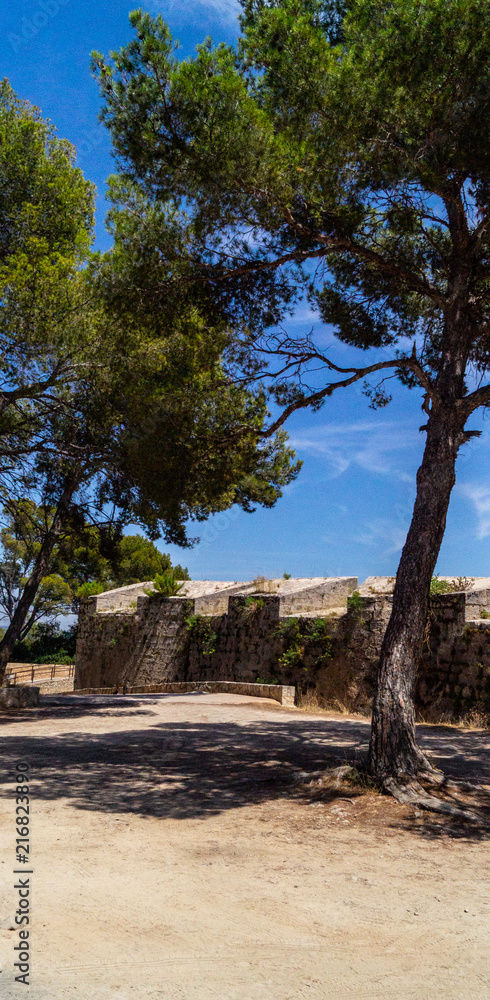 Fototapeta premium Baum