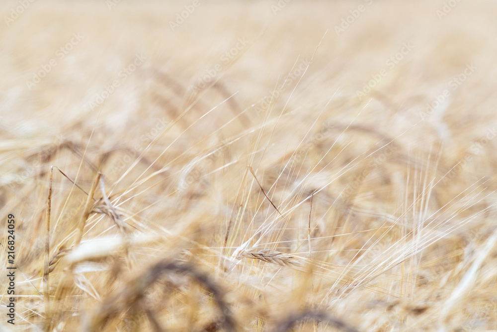 Fototapeta premium Golden ears of ripe wheat