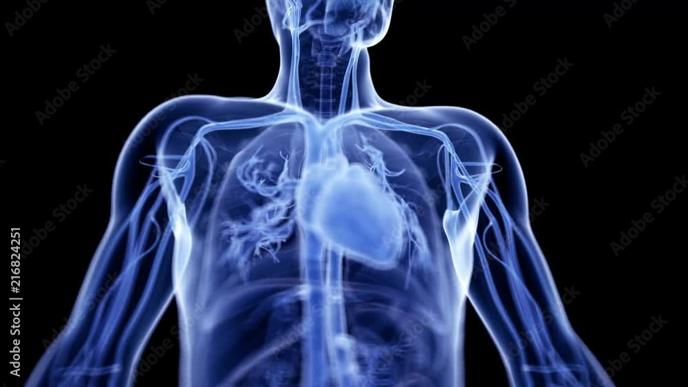 medically accurate 3d animation of the beating heart medically accurate 3d animation of the beating heart