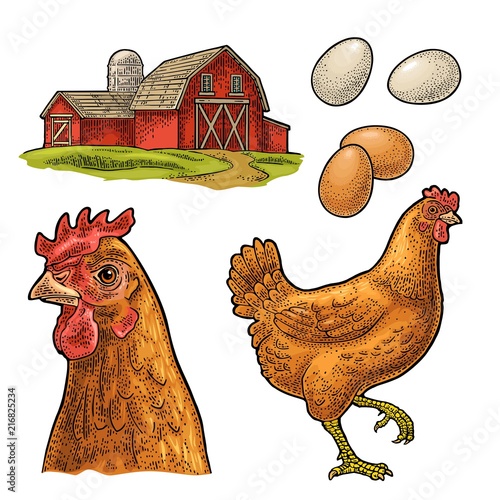 Set chicken. Whole hat, leg, wing, egg and farm. Vintage engraving