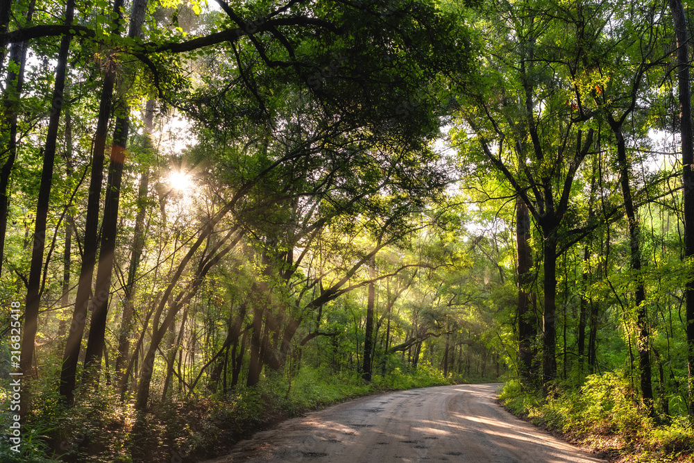 Obraz premium Sun Shining Through Trees 