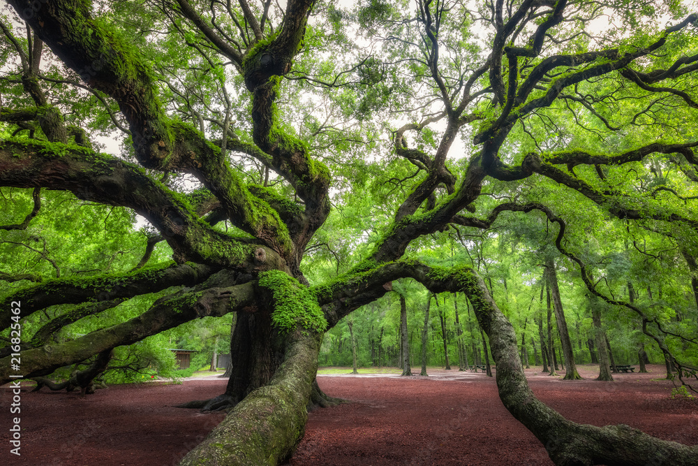 Obraz premium Angel Oak Tree in South Carolina 