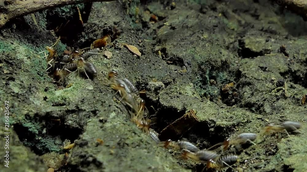 Crowd of termites (Macrotermes) on ground in tropical rain forest. 
