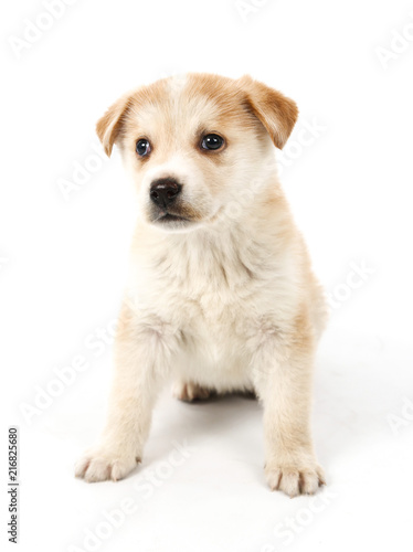 Cute puppy dog posing against a white background