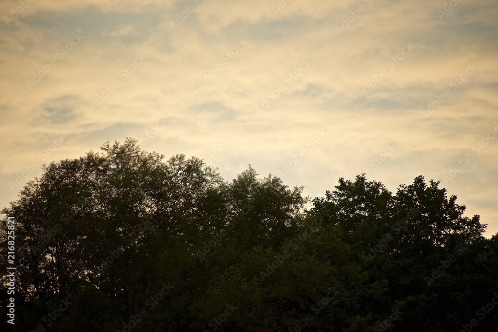 Crowns of a trees and light yellow clouds above Crowns of a trees and light yellow clouds above