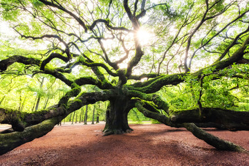 Sun rise at Angel Oak Tree in South Carolina 