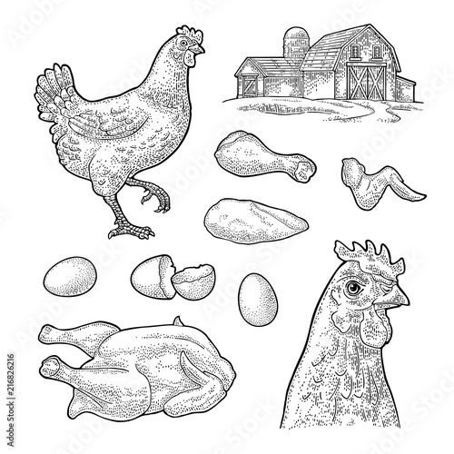 Set chicken. Whole hat, leg, wing, egg and farm. Vintage engraving