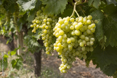 Wallpaper Mural White grapes vineyards (Turkey Izmir vineyard) Torontodigital.ca