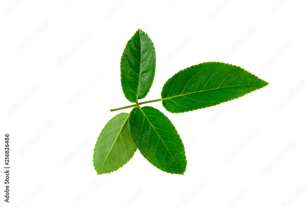 Rose leaves on a white background Rose leaves on a white background