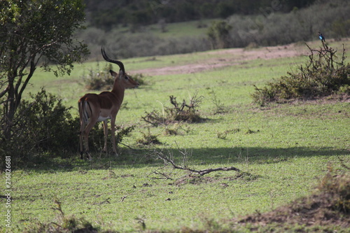 Антилопа-импала или чернопятая антилопа