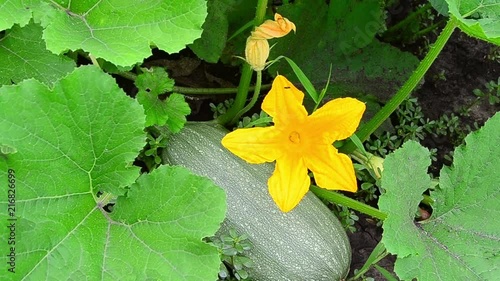 Zucchini, courgette, Cucurbita pepo var. giromontiina, Cucurbita pepo, flower photo