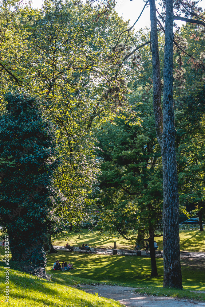 Obraz premium Forest ind Salzburg